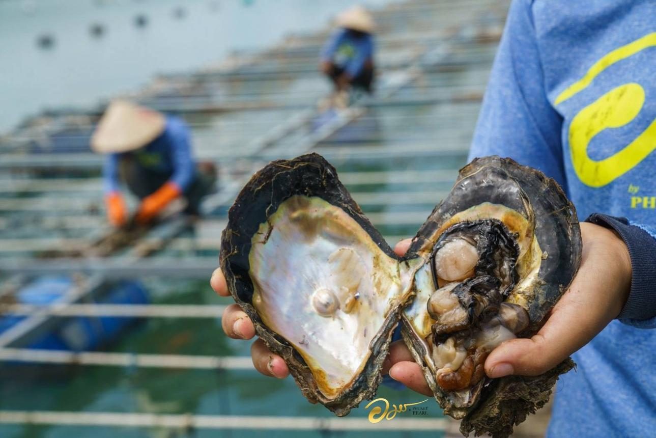 Pearl farmer holding an opened oyster with a pearl still in the shell